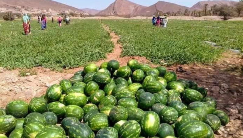 أقار الجفاف.. سلطات بني ملال تمنع زراعة البطيخ في الإقليم